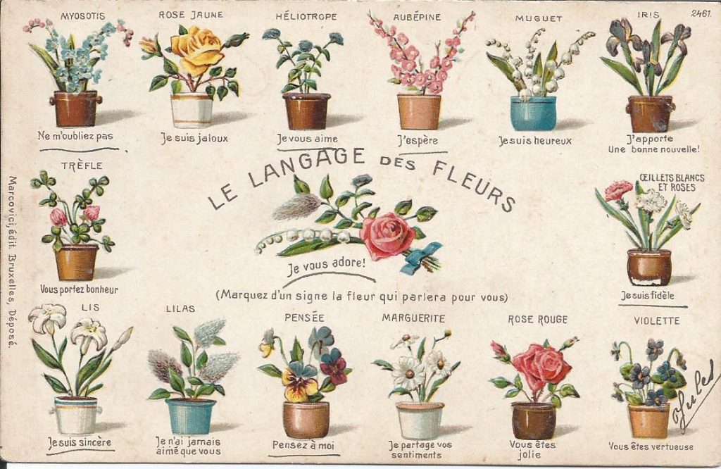 Langage des fleurs amitié sincère fleur de passion