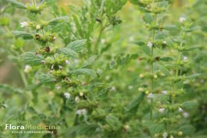 Graines Plantes Exotiques Fleur De Passion