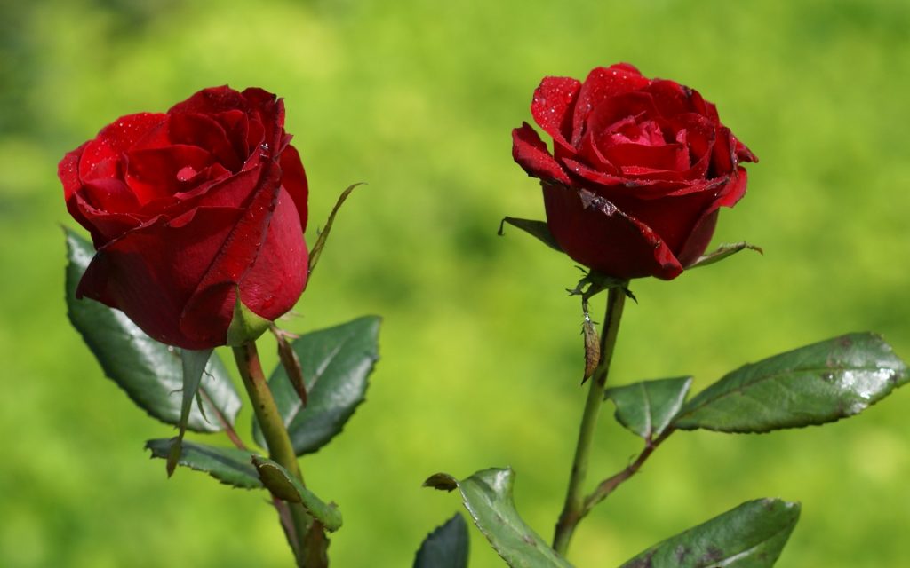 bouquet-de-roses-rouges-signification-fleur-de-passion