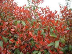 Arbuste photinia red robin