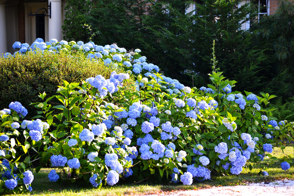 Buisson fleurs bleues