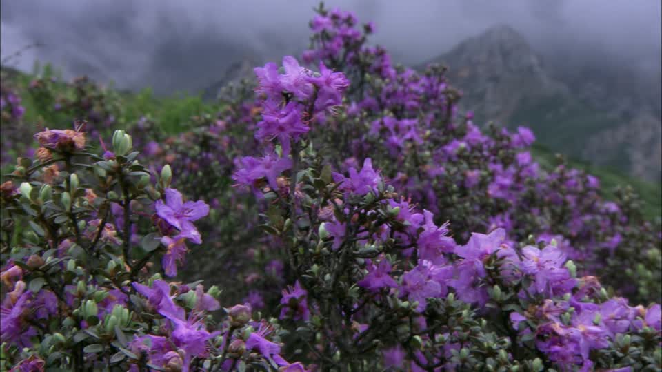 Arbuste a fleur mauve