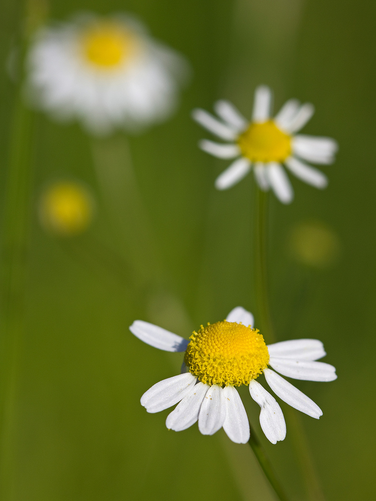 Anthemis fleur