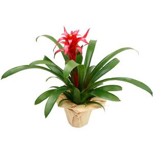 Guzmania rouge