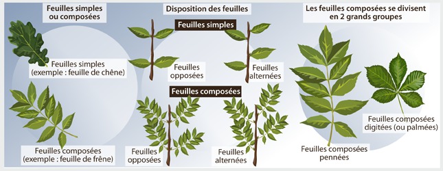 Reconnaitre arbre