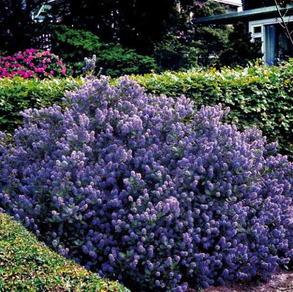 Petit arbuste à fleurs bleues