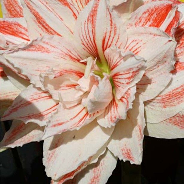 Amaryllis fleur