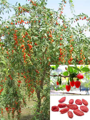 Goji arbuste