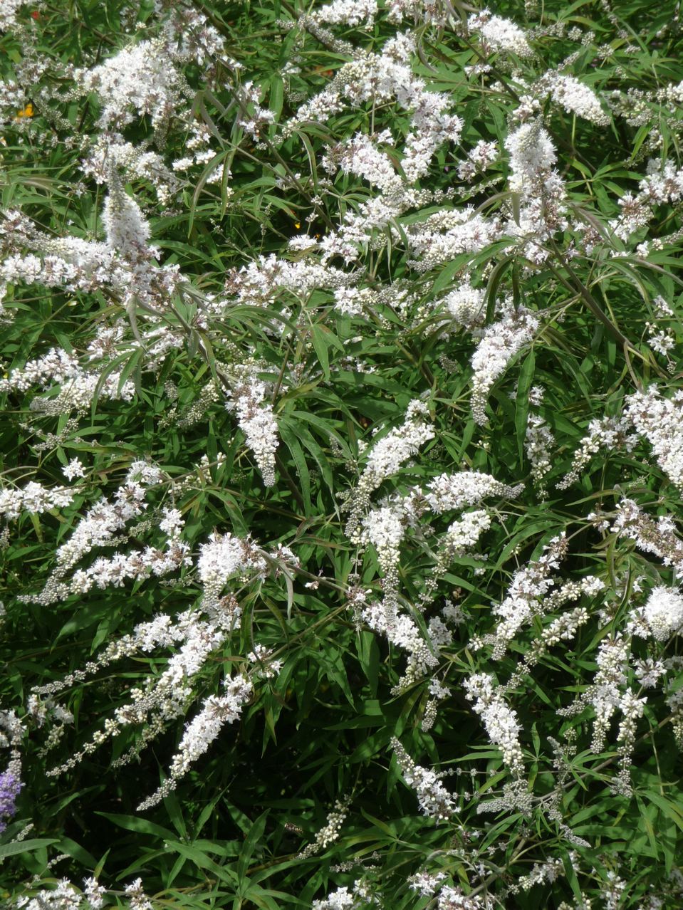 Arbuste fleuri blanc