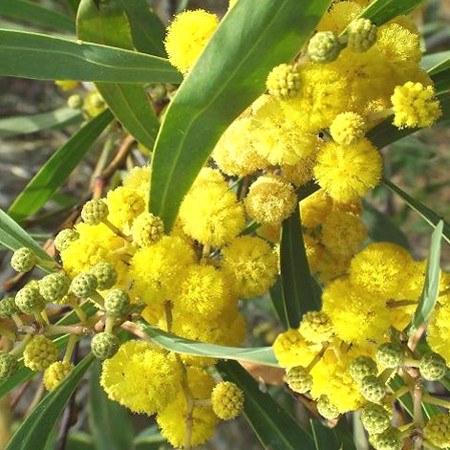 Plante quatre saisons