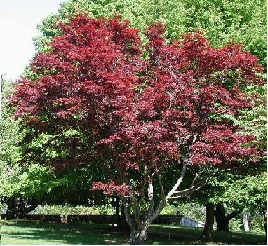 Arbres arbustes persistants croissance rapide