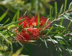 Arbuste callistemon