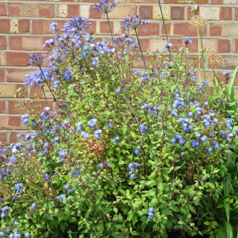 Arbuste à fleurs bleues printemps