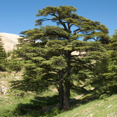 Arbre décoratif feuillage persistant