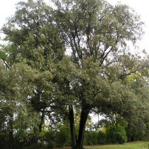 Quercus arbre