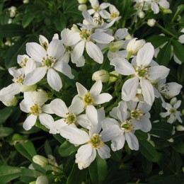 Arbuste fleur blanche printemps