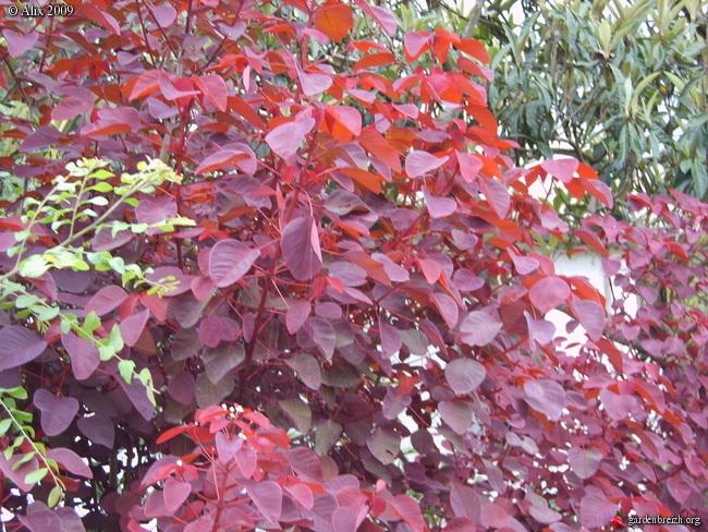 Arbuste feuilles rouges