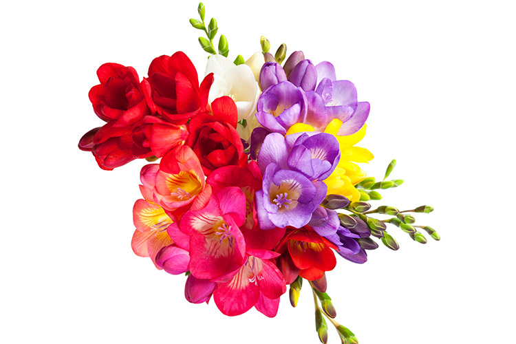 Fleur freesia