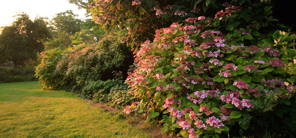 Arbuste a feuilles persistantes