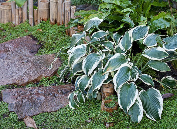 Diviser hosta