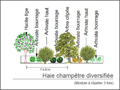 Haie champetre persistant