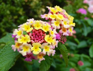 Arbustes fleuris en été