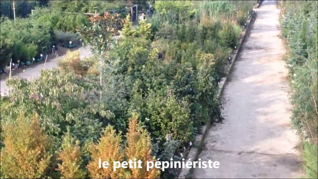 Le petit pépiniériste