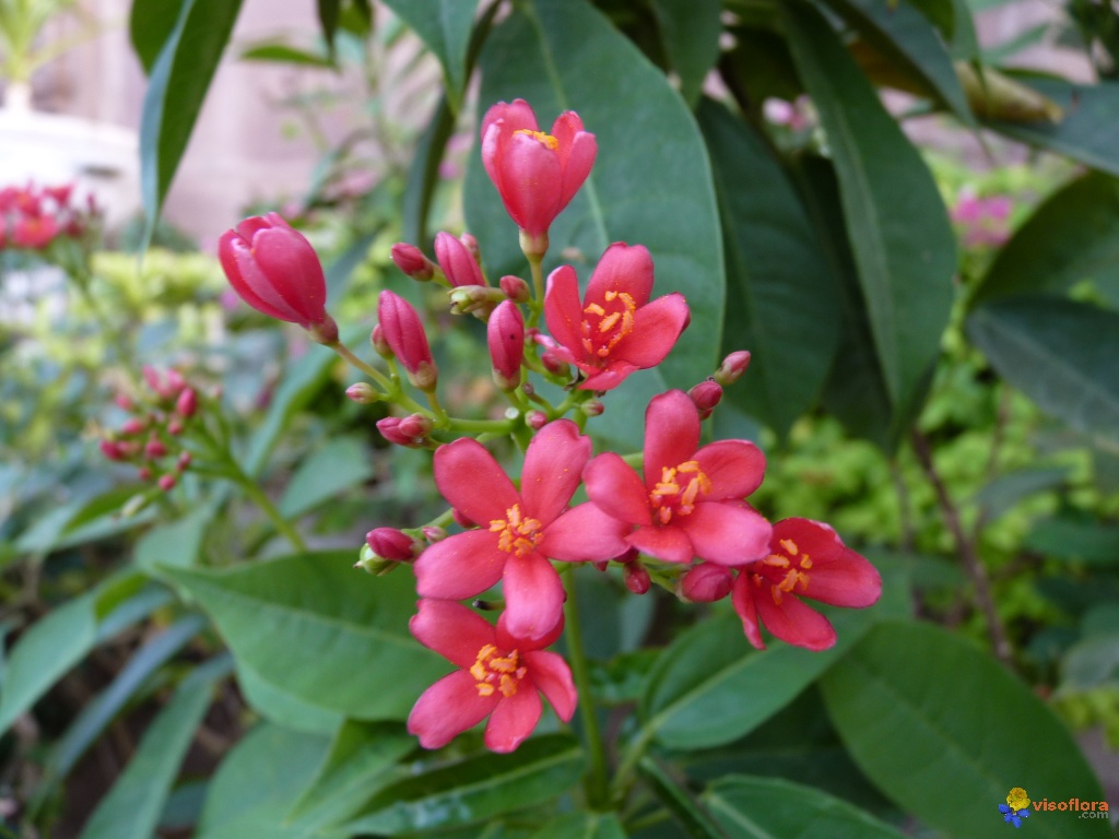 Arbuste a petite fleur rouge