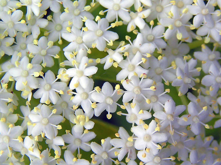 Fleurs campagne