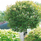 Arbre a feuille non caduque