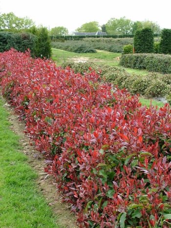 Arbuste photinia