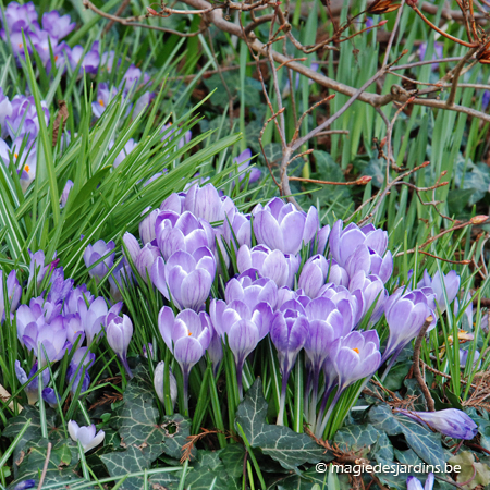 Fleurs de printemps à planter