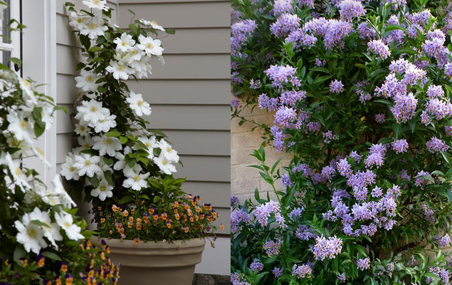 Plantes feuillage persistant pour balcon