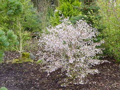 Arbuste prunus