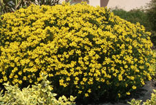 Arbuste persistant à fleurs jaunes