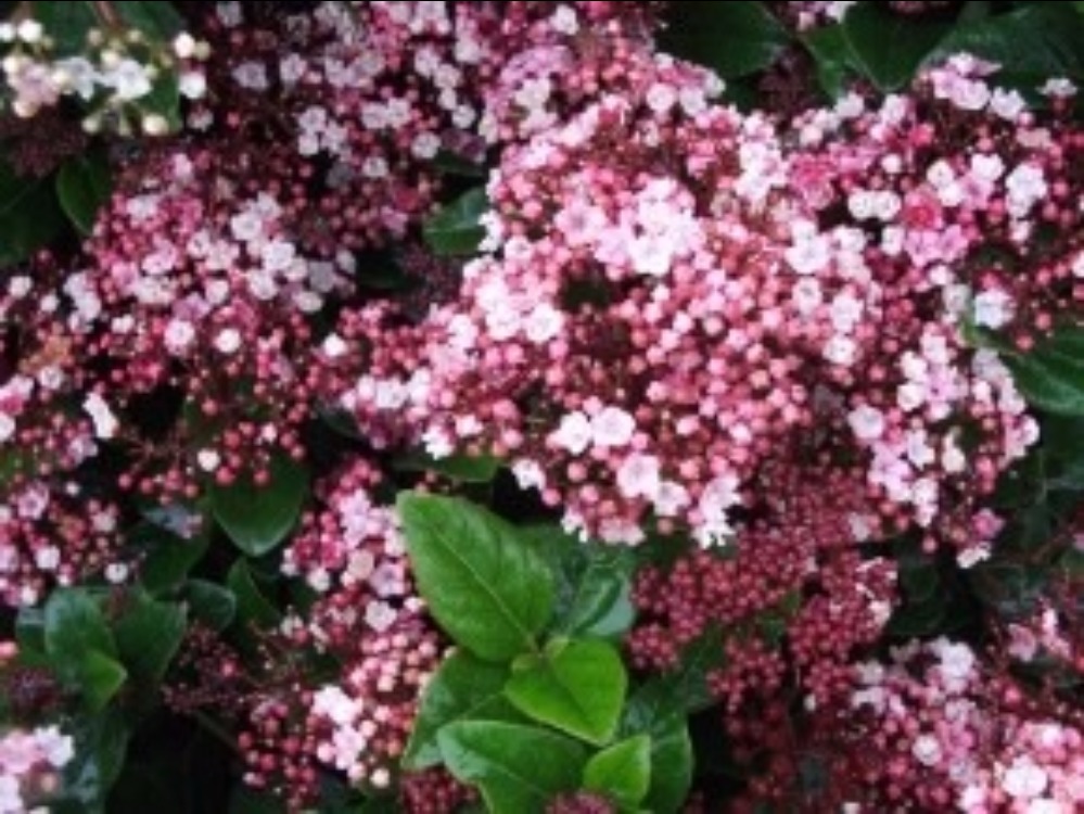 Arbuste avec petites fleurs roses