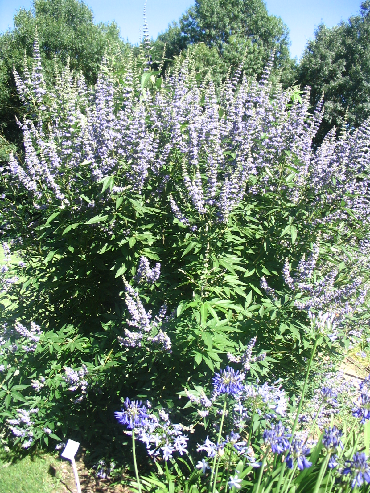 Arbuste persistant a fleurs bleues