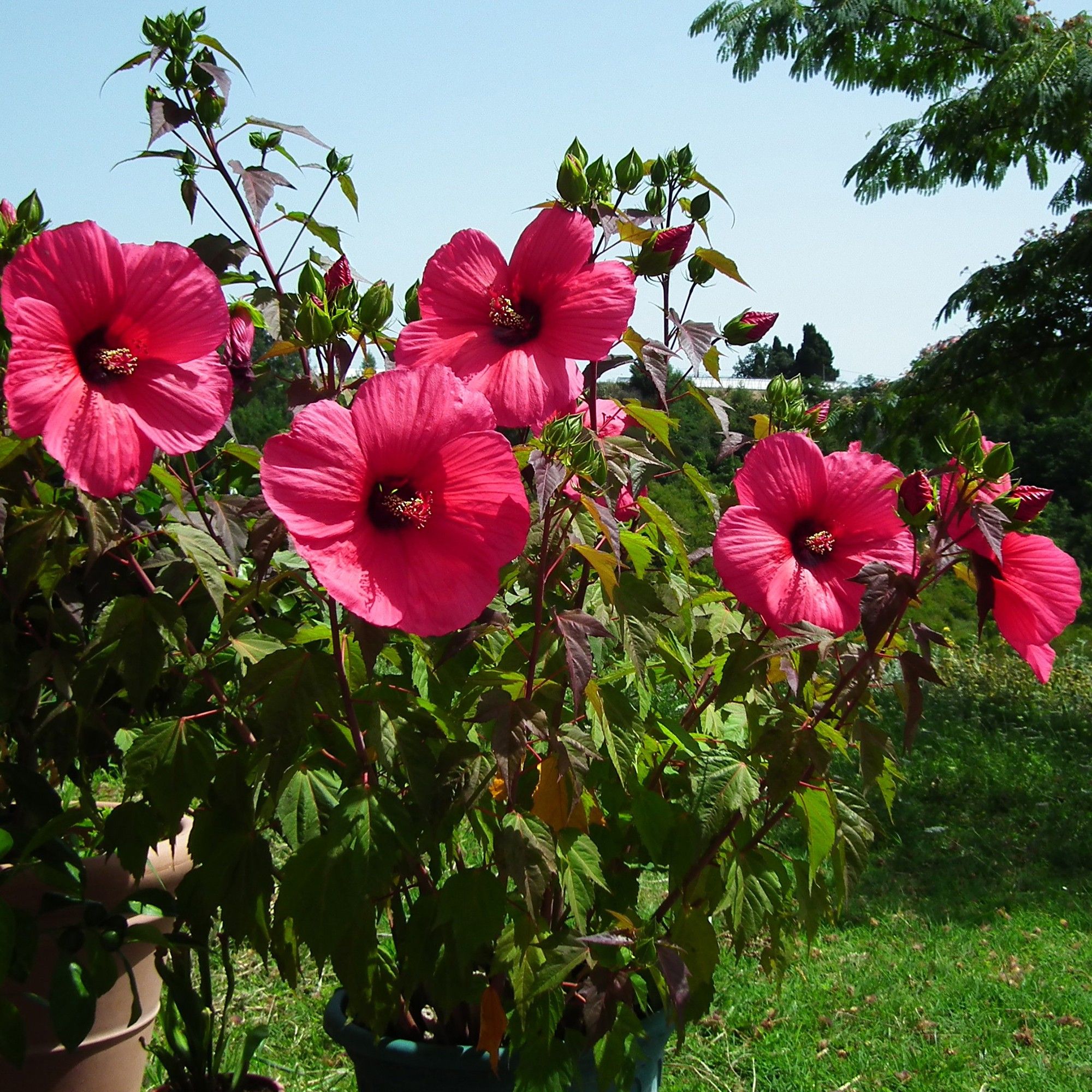 Plante hibiscus