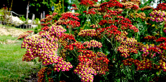 Plantes pour terrain sec et ensoleillé