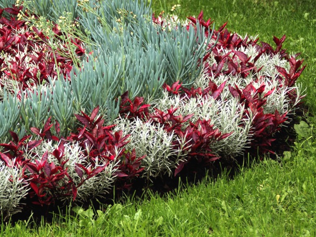 Plantes vivaces pour parterre